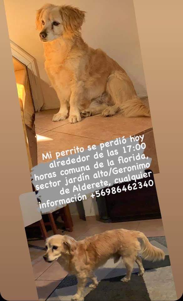 Pequeño perdido en #laflorida favor RT!!! 

#perdido #AdoptaNoCompres