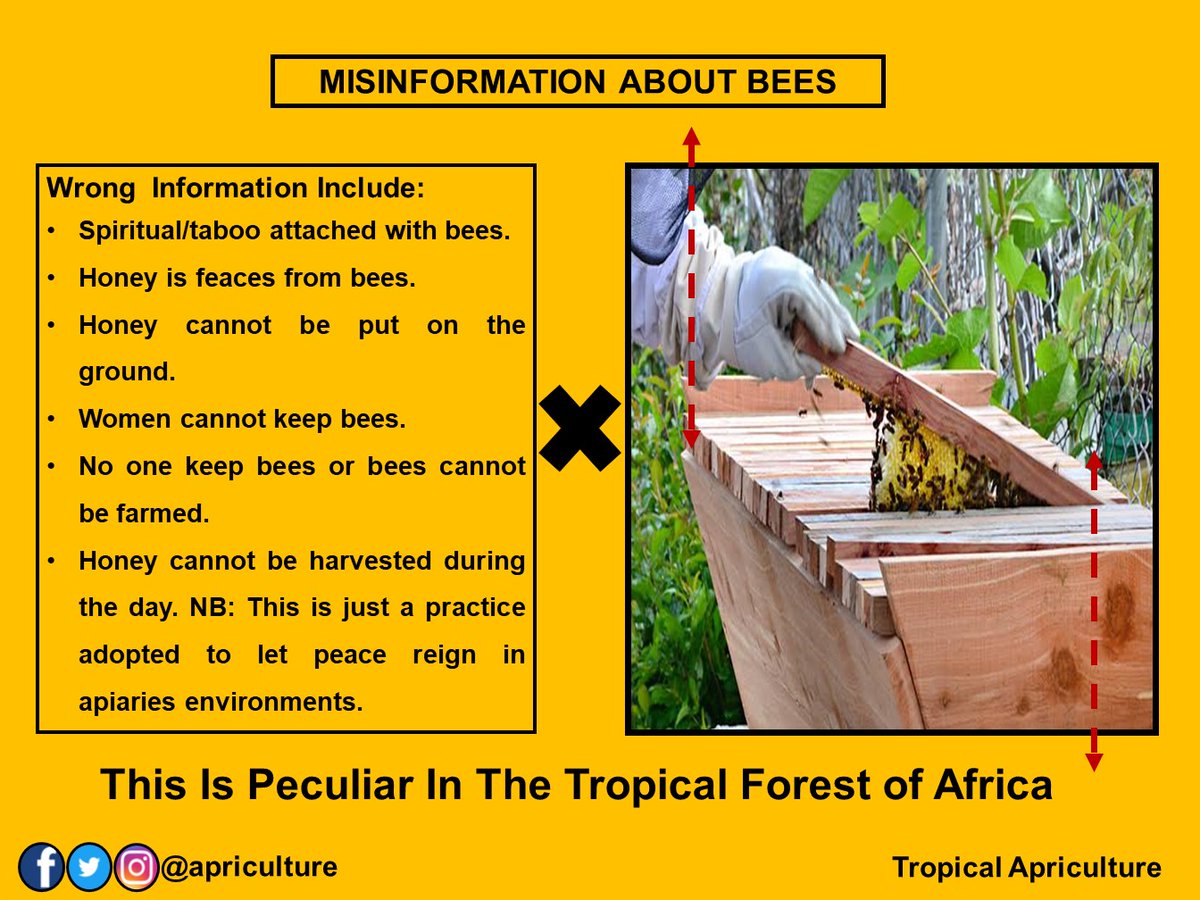 apriculture's tweet photo. Misinformation About 🐝Bees. Wrong information include:
- Spiritual/taboo attached with bees.
- Honey🍯 is feaces from bees.
- Honey cannot be put on the ground.
- Women cannot keep bees.
- And many more. See media👇. #misinformation #aboutbees #honey #tropicalapriculture https://t.co/Uj1Hg09cLv