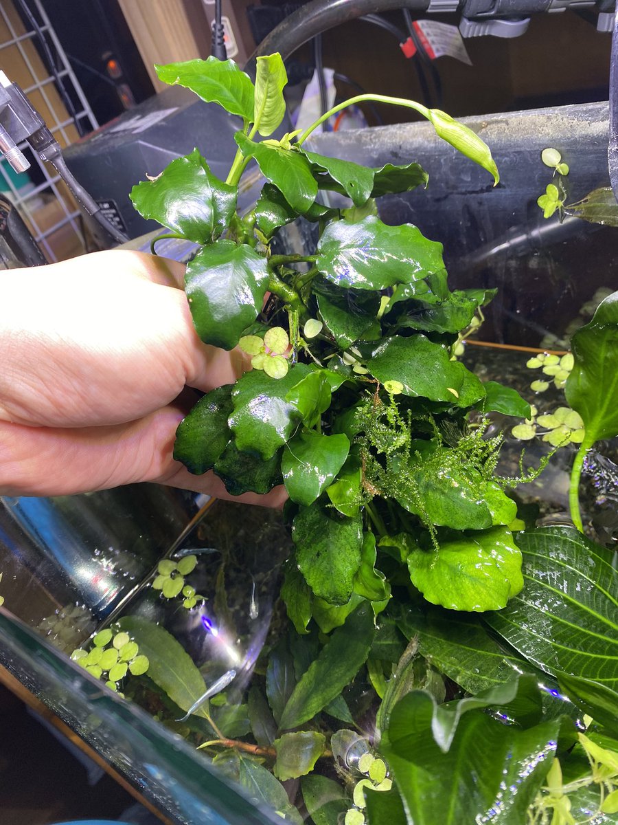 アヌビアスナナ