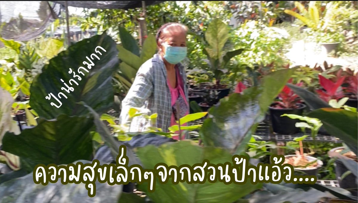 YuMMY_Mo_Mo's tweet photo. ร้านป้าแอ้ว ขายต้นไม้ในซอยวัดพระเงิน อยู่ใกล้วัดป่ามณีกาญจน์
ต้นไม้เยอะ ราคาถูก ใครสนใจอยากซื้อต้นไม้ไปปลูก และอยู่แถวนี้ มีต้นไม้หลายแบบหลายราคา ต้นเล็ก ต้นใหญ่ ไม้ดอก ไม้ประดับ ไม้มงคล เริ่มต้นราคากันตั้งแต่ 10 บาท จนไปถึงหลักพันกันเลยทีเดียว #ไม้มงคล #ไม้ตกแต่งสวน #Treemarket https://t.co/WtATe5IMQg