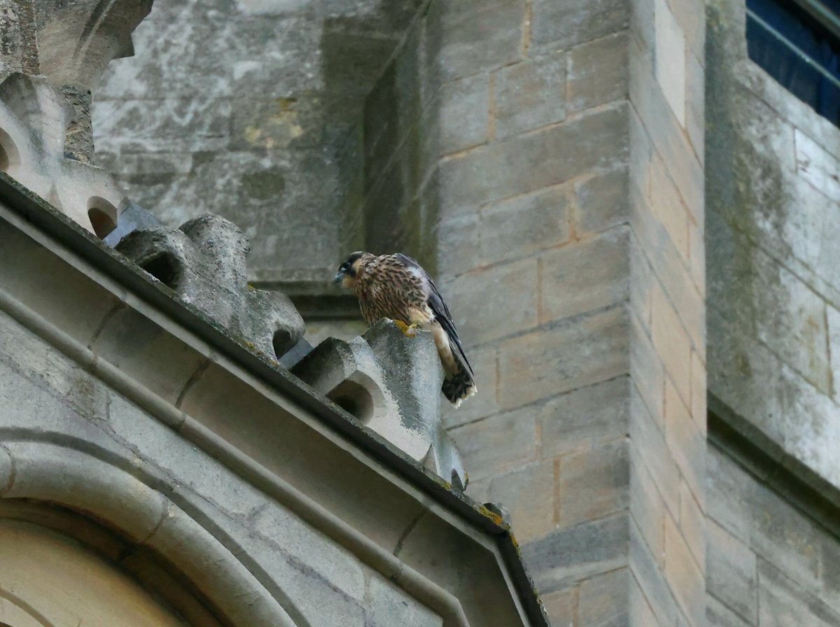 Second bird to fledge is safe and sound, he's had a good fly around too