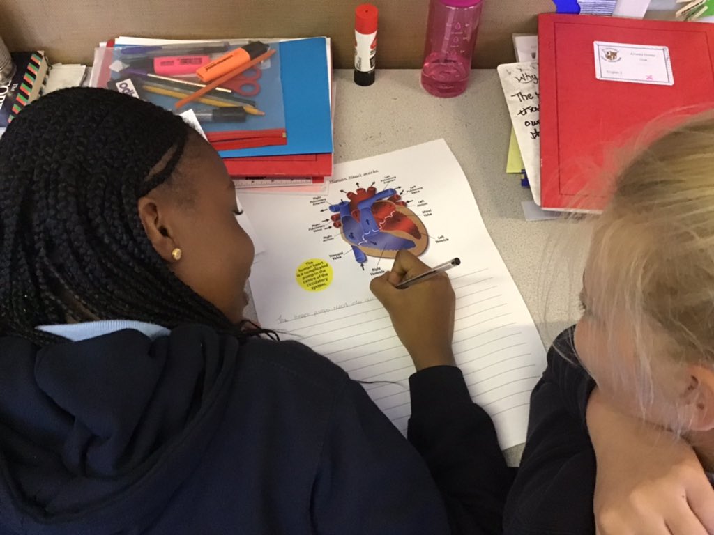 St_Leonards_RC's tweet photo. Oak class preparing a short oral explanation text on the human heart and the circulatory system. #stleonardsoakclass #stleonardsenglish #stleonardsscience https://t.co/KQyZdmQoxG