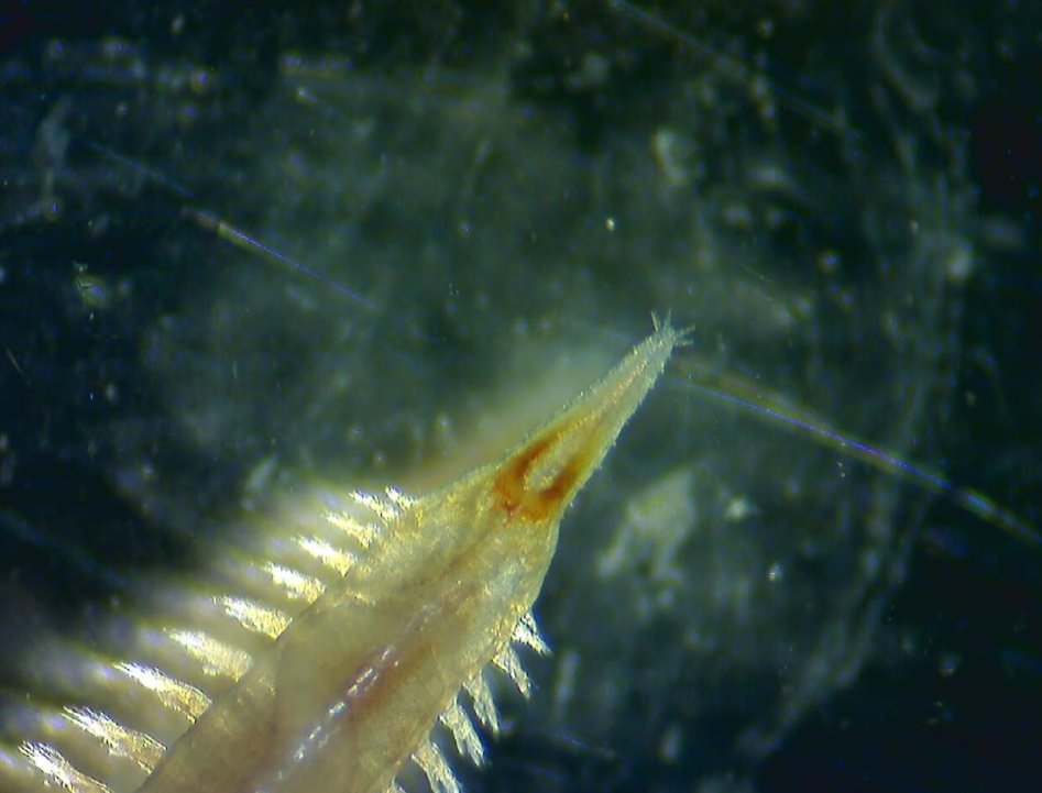 Here is another worm from our collection the other day <a href="/MBLScience/">Marine Biological Laboratory (MBL)</a> We think it is a species in Glyceridae family (thank you <a href="/briametzger/">bria</a>). This worm is of nightmare material and I love her weird face so much! late #WormWednesday en.m.wikipedia.org/wiki/Glycera_(…