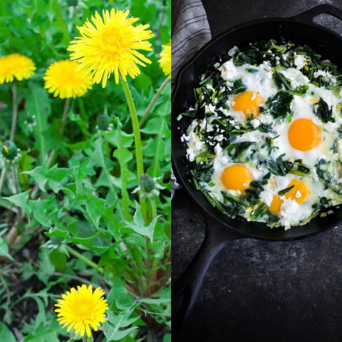 OPrepared's tweet image. Plenty of plants to forage when in nature. Learning which ones to eat and stay away from is a great place to start. #OzarksPrepared #Prepper #Shtf #Prepper #Bushcraft #Survival #FoodStorage #BugOutBag #GetHomeBag #Nature #Adventure #DIY #prepperfoodstorage #foodstorage