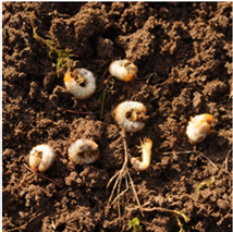 EnvuTurfUK's tweet photo. #DidYouKnow there are four main species of Chafer grubs that affect turf in the UK: the Cockchafer, the Garden Chafer, the Summer Chafer, and the Welsh Chafer. Find out more about chafer grubs here 👉 https://t.co/2DSckfEaB4 #TurfPests #Pest365 https://t.co/19m9DeMlUS
