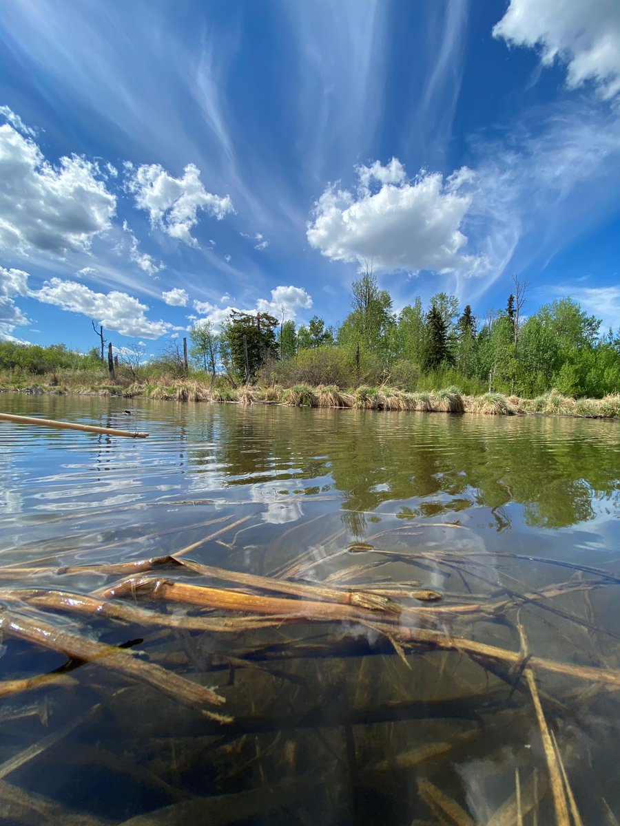 LilsaWater's tweet photo. Just a few days left to fill out our Lake Water Quality Education Survey!
Closes June 15th π§ https://t.co/dRVNkGFWxV
#LakeIsle #LacSteAnne #AlbertaLake #WaterQuality https://t.co/nnf1X0JMTa