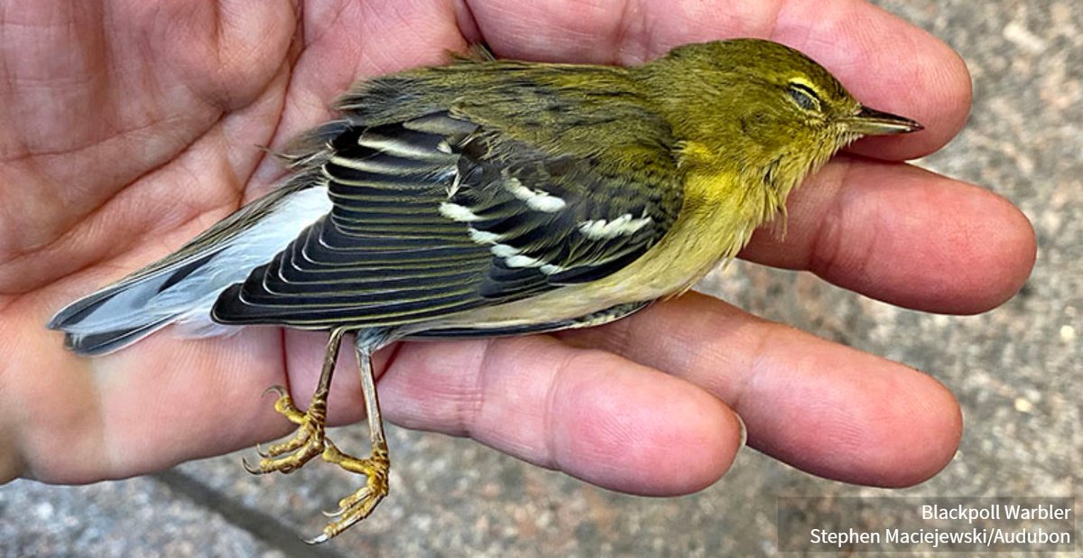 The Bird-Safe Buildings Act promotes bird-friendly materials and design features, helping birds like this Blackpoll Warbler avoid collisions with buildings. Urge Congress to support this important bipartisan legislation—take action today. bit.ly/3zn3UZQ