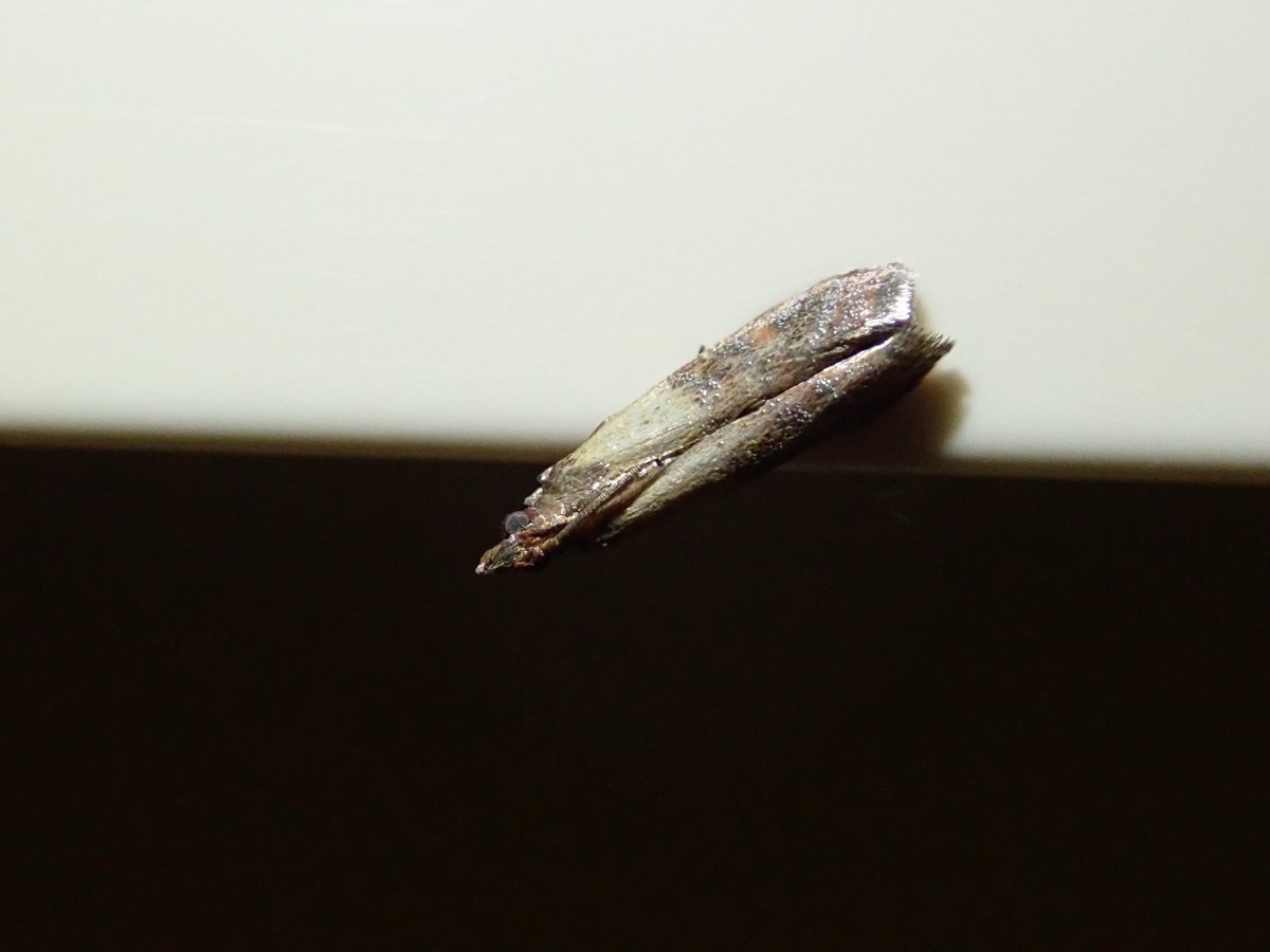 ノシメマダラメイガ