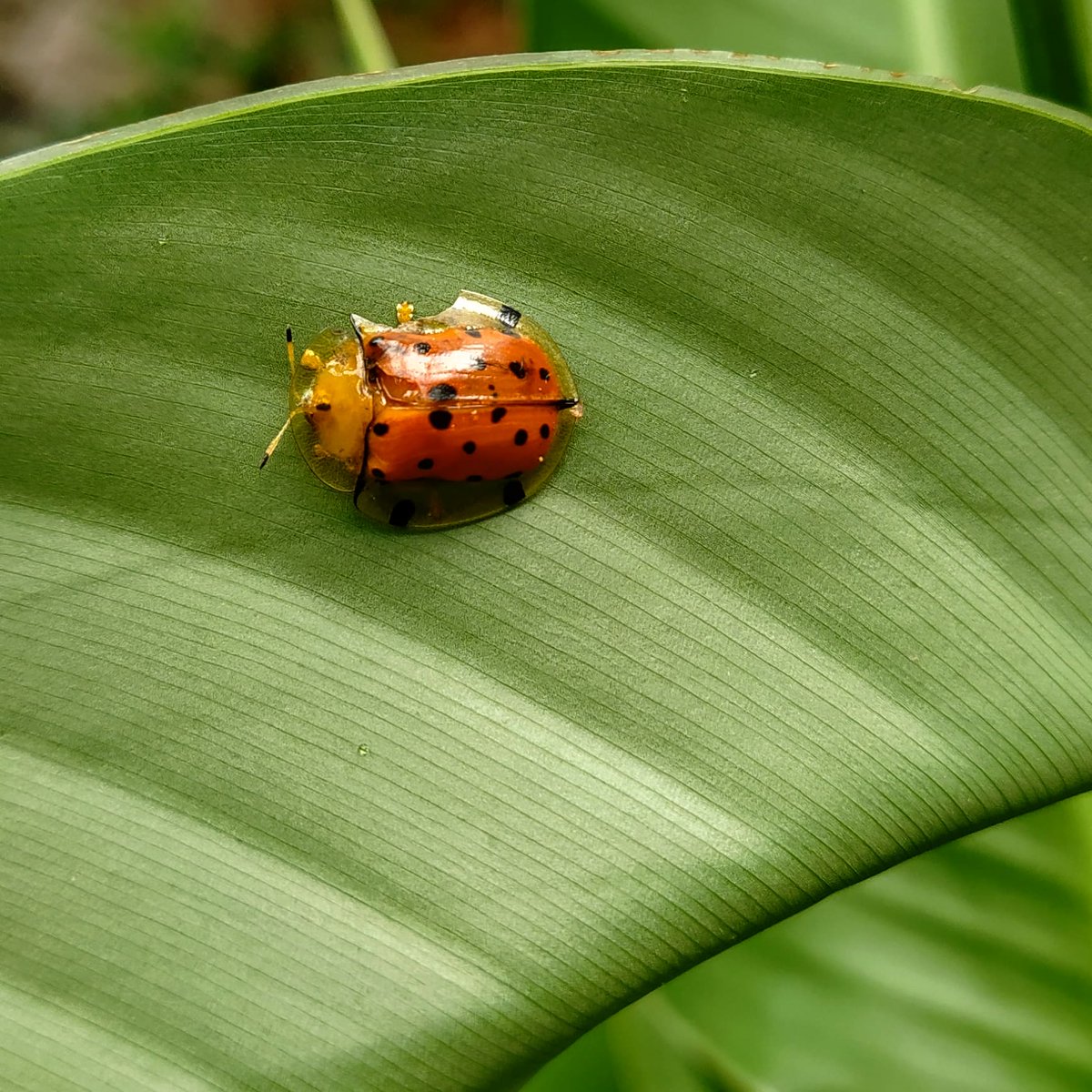 Spotted tortoise beetle 
#natureenthusiast #NaturePositive