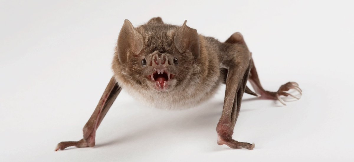 baaaadscience's tweet photo. This bat is in love with you. https://t.co/8xIS7nG10H