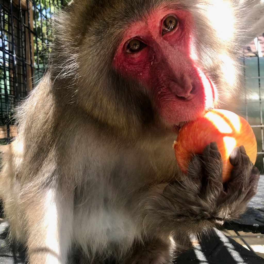 prim8rescue's tweet photo. #FridayFriendFinder Jake loves to splash around in his water pool and toss basketballs around his enclosure. You can sponsor Jake's life of sanctuary by following the link and making him your Primate Pal.
https://t.co/1fnSMn5qvT https://t.co/9lSP1sLSYw