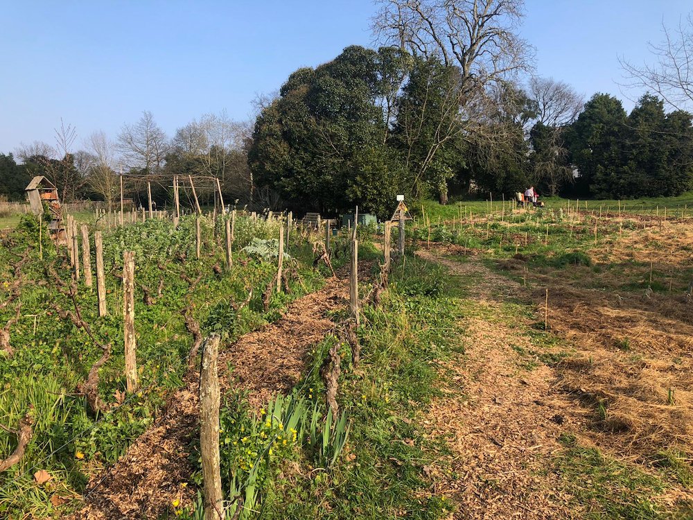 🍇Dans le cadre de #Bordeaux Fête le vin 2021, les Fûts de tauzin vous invitent le 19 et 20 juin à 10h et 11h afin de découvrir leur vigne urbaine et en apprendre plus sur les métiers de la vigne!

Réservez sur ➡️helloasso.com/associations/l…

#bfv2021 <a href="/VinsdeBordeaux/">Les Vins de Bordeaux 🍇</a>  #Bordeauxlocal