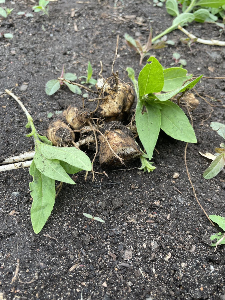 We found some sunchokes today in the garden at Mashkiikii Gitigan! Sunchokes are root vegetables that can be cooked like beets, and are an important food for Native tribes in the area. Yum!