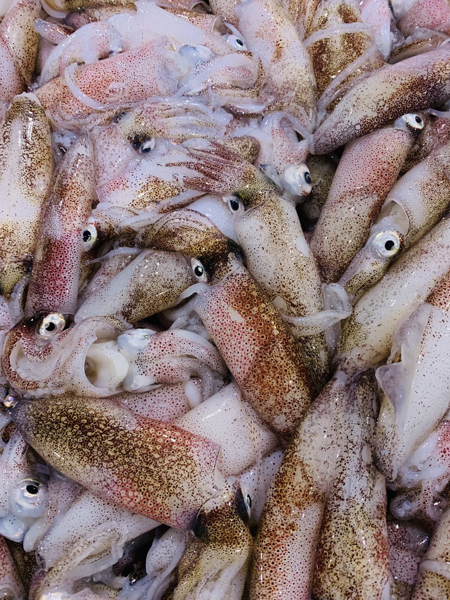 Aoike 青池水産株式会社 豆イカのその後 豆イカ 名前の通り小ぶりなイカ 社長が購入しその後が左の写真 煮付け ですね うんまい