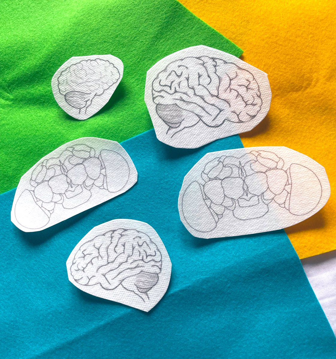 NeedlesNeurons's tweet photo. Iβve got a few brains available (human & drosophila) and can make larger/custom designs easily too! #SciArt #ScienceEmbroidery https://t.co/seSPVr0lhS