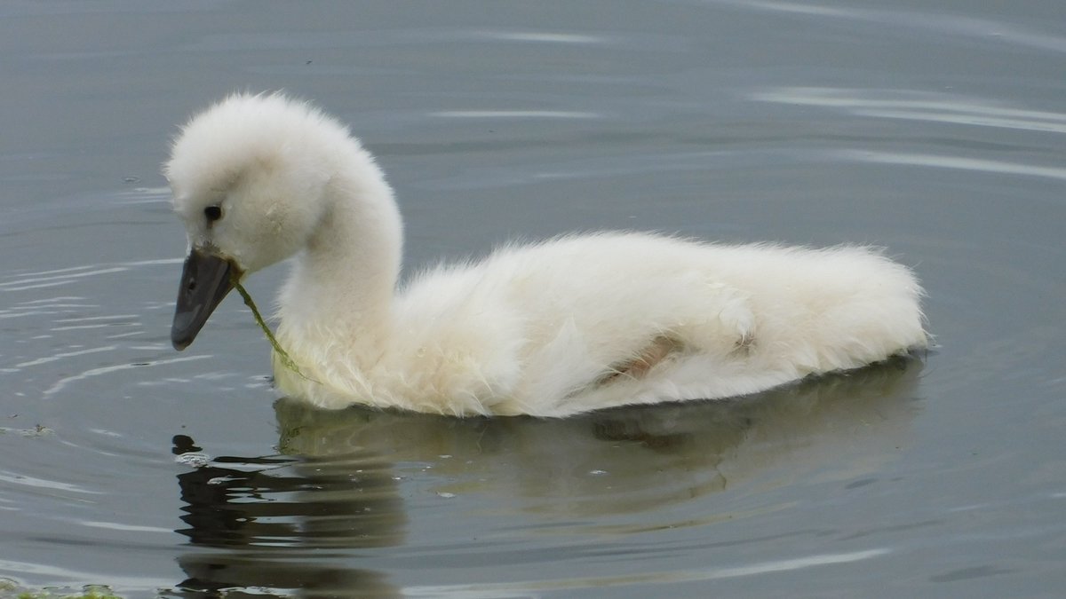 Apaturailia15's tweet photo. A Mute Swan cygnet in Walthamstow @E17Wetlands last weekend #BirdsSeenIn2021 @SaveLeaMarshes @positivelyE17 @Britnatureguide https://t.co/TNKD11iJbT