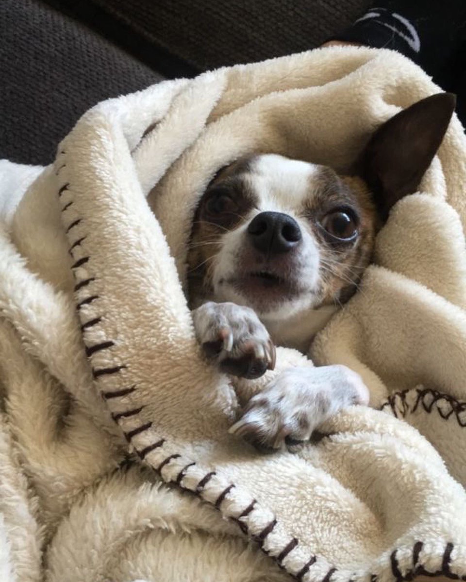 KOSDFF's tweet image. Rover sitter Elizabeth Weaver from Norcross GA is currently withholding the true story of how Lucky died in her care cause she’s worried about back lash on Instagram

Please @ any news outlets or animal activists you think will listen. I want to talk to them @GwinnettDaily @peta