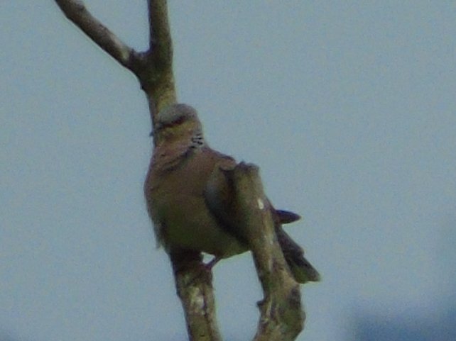 FerryBirder's tweet photo. Not the best images of #TurtleDove today #MyPatch West, but best i could do from distance. 
A pair were out on the open marsh... they flew straight towards me, had to choose camera or binos...chose the latter. https://t.co/4iLPmywlWm