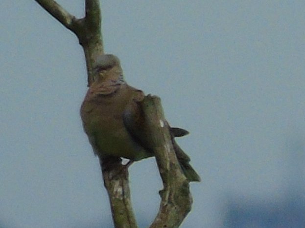 FerryBirder's tweet photo. Not the best images of #TurtleDove today #MyPatch West, but best i could do from distance. 
A pair were out on the open marsh... they flew straight towards me, had to choose camera or binos...chose the latter. https://t.co/4iLPmywlWm