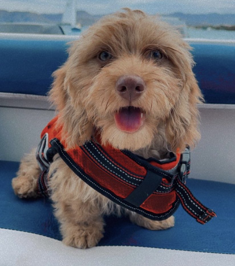 neisharugido's tweet photo. 🚨🗣ATENCIÓN: El joven Ian Carlos está desesperado buscando a sus dos perritos que le robaron en el área de Caguas. Responden a Aslan y Skylar. Por favor, ayudemos a que ambos regresen a su casa, a manos de su amo. Teléfono: 787-241-5395 

RETWEET!🔄 https://t.co/t31PoOXHP2