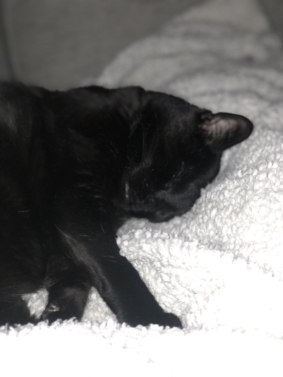 Karvarad's tweet photo. 2 weeks ago we lost our beautiful, beloved cat. I now see Lucifer in a discarded hoodie on a bed, in the shadow of a moving leg. The absence of his beautiful soul will be felt for some time. @willowsvets were amazing in caring for him, especially Megan. Thank you for the card. ❤️ https://t.co/REHBjxPc3r