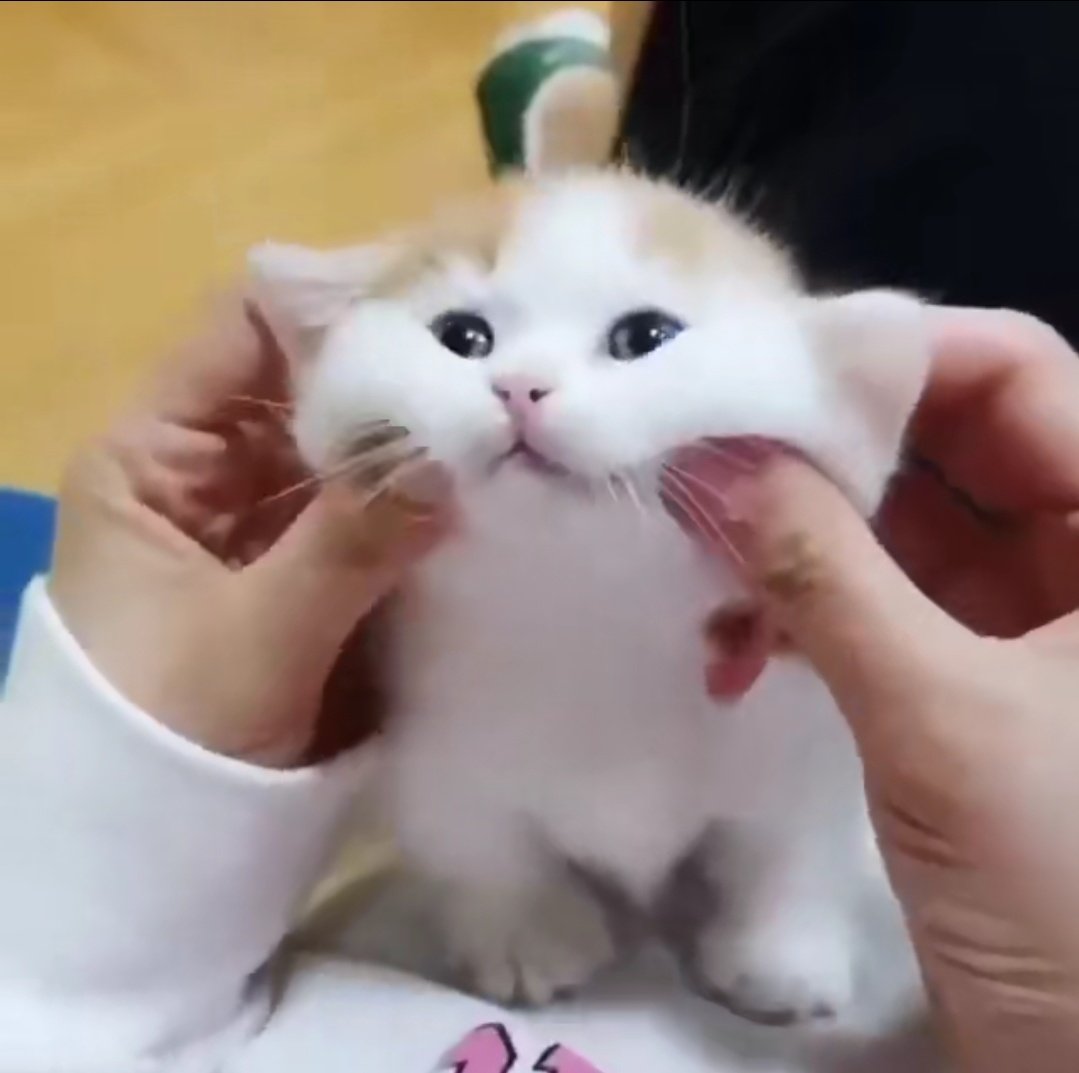 แก้มจาแตกแม๊ะ แมวอ้วง .( •̥́ ˍ •̀ू )