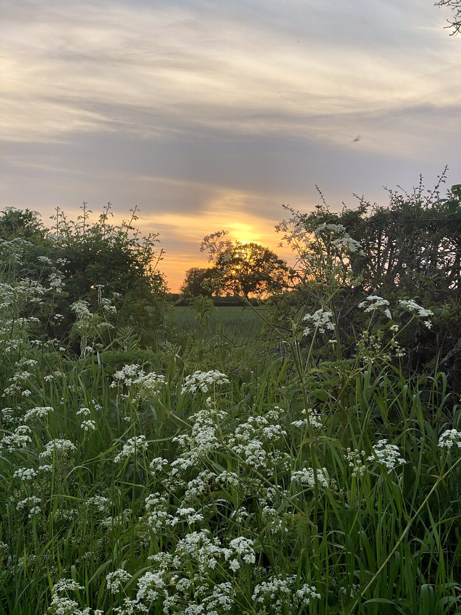 feel_paul's tweet photo. #itsgrimupnorth #evening #exercise #stroll #photo #distraction #rural #lifestyle @RamblersGB #countryside #wild #vegitation  #makeithappen #keepitcountry #farawayfromthemaddingcrowd with #borderterrier #godsowncounty #highcatton @sbib_bloom @East_Riding @Welcome2Yorks #Yorkshire https://t.co/Peq0RZZEKc