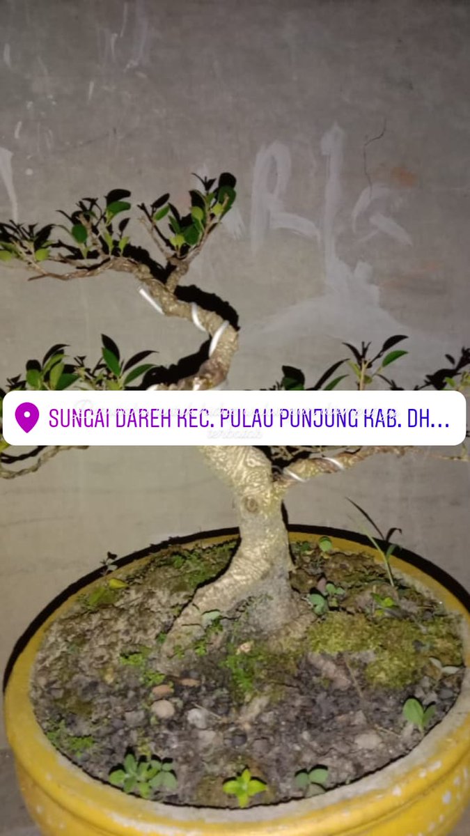dasrian piliang (@dasrianp) on Twitter photo 
