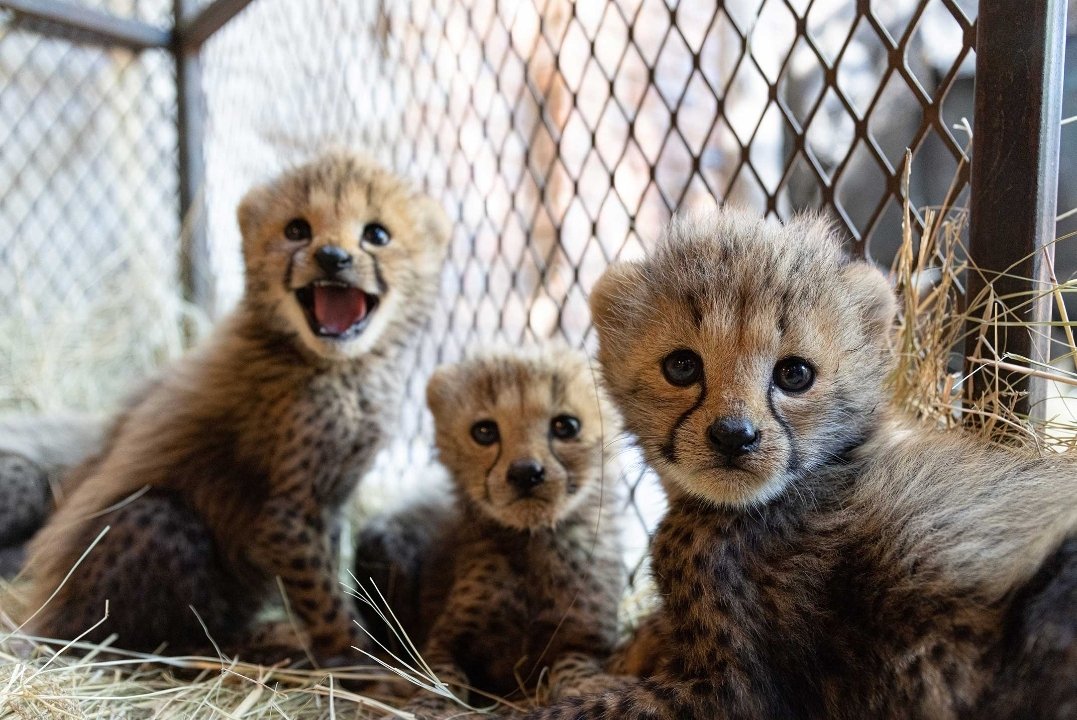 QwanZone's tweet photo. Feed Us !
Support the rescue and eventual re-wilding of these Cheetah cubs, orphaned by poachers, safe at #LionWhisperer #KevinRichardsonSanctuary now. 🙌
https://t.co/EeP9wMmwy7 #Miracle5
#caturday #feline
#wild #endangered #rescue #nature #babycat #africa #cat #cats #bigcats https://t.co/SBLs1xK94Q