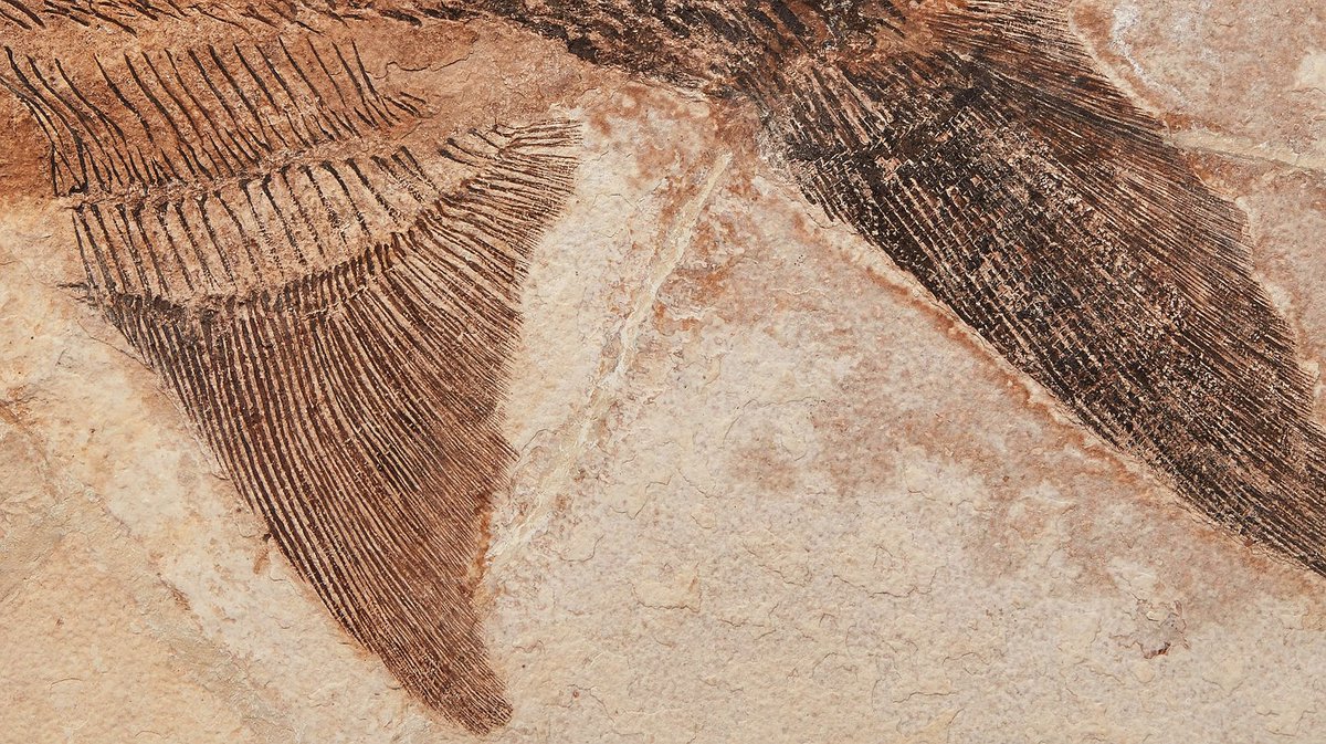 geocappiello's tweet photo. #11June #11Giugno 2021
Crossopholis magnicandatus
Green River Formation
Ypresium, Eocene (ca. 52 mya)
Wyoming, USA ๐บ๐ธ
via sothebys
#fossils #fossilfriday #fossiladay #paleontology #fishes #paddlefishes #fossilfishes #eocene #wyoming https://t.co/htKMEHHkRv