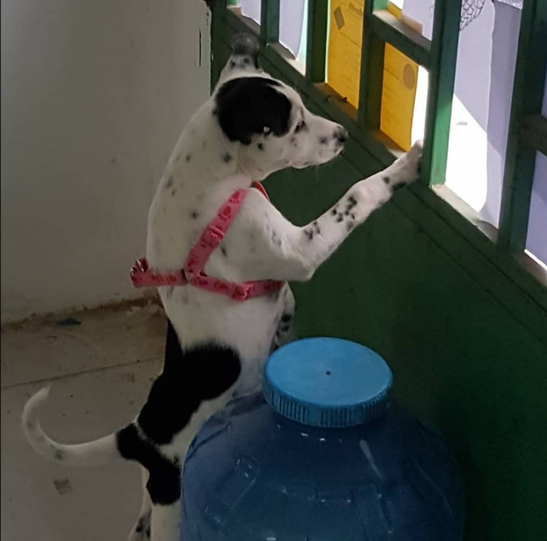 Due to Covid my daughter has become stranded in Cambodia with her Dog Dara. The dog, her emotional support has to be shipped separately at a cost of £3000. She has set up a GoFundMe page
gofund.me/5a73f8bb please help if you can, thank you.