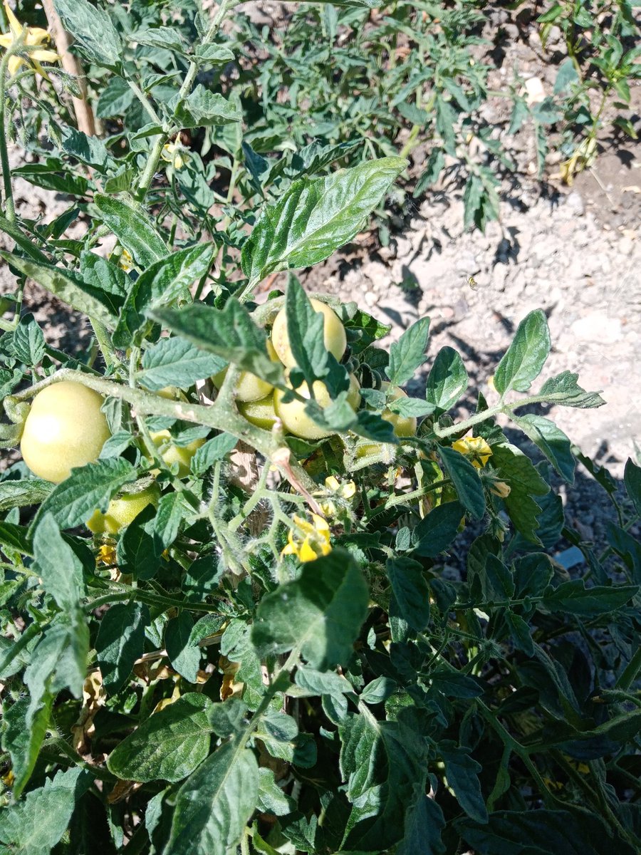 CraSayago's tweet photo. Los alumnos de Muga de Sayago empiezan  a ver el fruto de su trabajo en su huerto ecológico
#huertosescolares #EducacionAmbiental @educacyl
@pablolabajos_ma @future_spain
#Sayago #Arribes https://t.co/qHNT7s5A5z