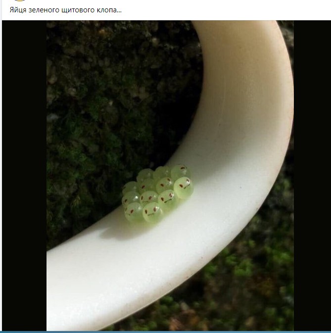 Зеленский подписал закон об усовершенствовании проведения разведывательных мероприятий по решению суда - Цензор.НЕТ 4058