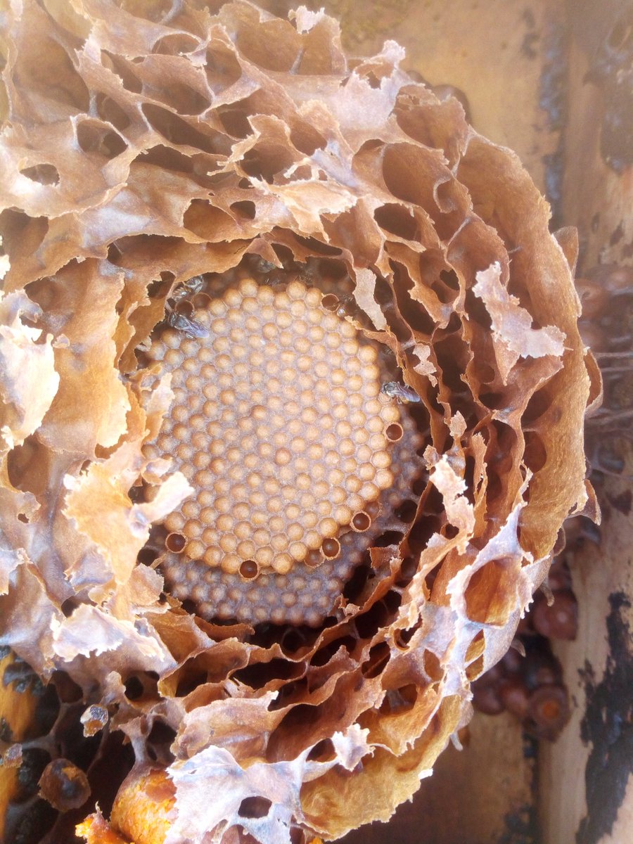 panga1900's tweet image. stingless bees are very friendly let's save them for sustainable life #SaveBee #BeekepersHour @BeekeepersHour @beekeepinghub @beekeepingkids