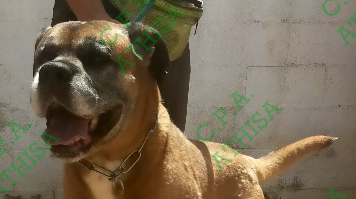 SosAbuelos1's tweet photo. CÁDIZ 
Tiene 12 años y no entiende por qué lo han dejado en la perrera.
Lo han cedido hoy y NO PARA DE LLORAR. 
Cruce de mastín con bóxer. 
Necesita salir YA.
En Chiclana.
Contacto 649610651 WhatsApp https://t.co/89RaOFjQ9J