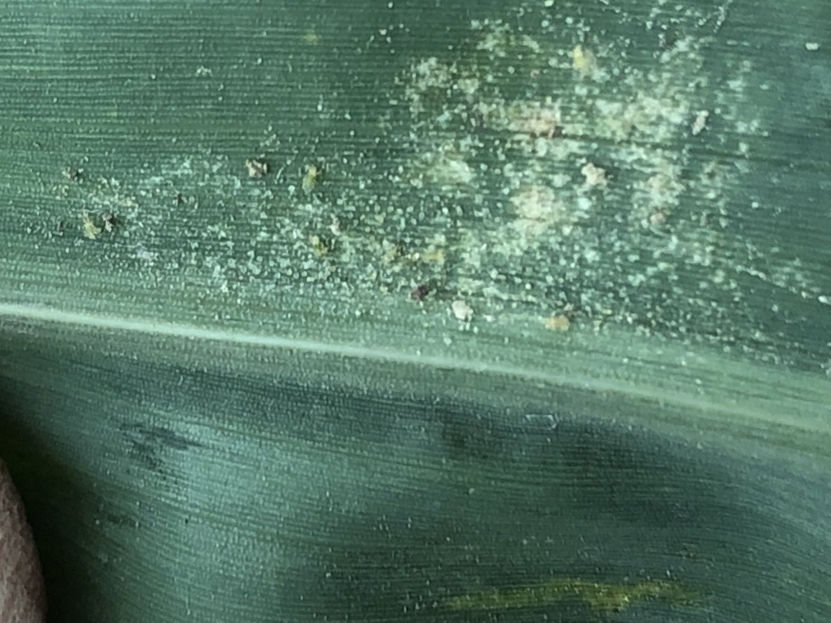 June 11. Finding Banks grass spider mites in V4-V6 corn 6 spans into the corn field here in Sherman Co. Kansas. Predator insect the ladybug was also spotted. Maybe predators can hold this pest in check. Be on the look out.