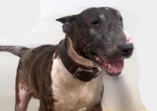 SosAbuelos1's tweet photo. #DUQUE (C21-268) GRAN CANARIA
DUQUE es un Bull Terrier de tamaño mediano! Es un abuelito.
Es simpatico, amistoso, sociable y necesita una familia!

SI QUIERES CONOCERLO O ADOPTARLO, PINCHA EL ENLACE Y PIDE CITA;
https://t.co/DiM8qR4Wez https://t.co/W7LHSl6XSN