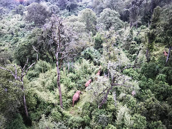 tukwa2's tweet photo. #saveAllRainForest
#savemauForest
Kenya is doing Good in Forest conservation Ministry of Environment and Forestry is working together with ministry of tourism to Archive #10percentTreecover
#plantTrees
#savetheplanet
@Environment_Ke 
@WinnieCheche 
@endelstamberg 
@NamugerwaLeah https://t.co/KgKOtrjGlY