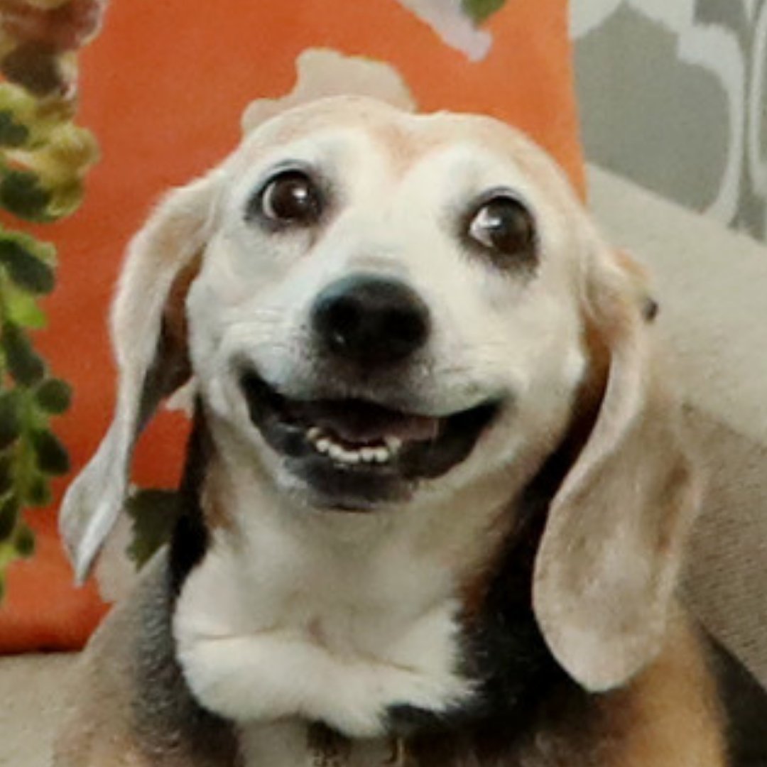 TB_Times's tweet photo. tfw you realize you live in a Pulitzer Prize-winning home 🐶 https://t.co/nt6lHq82xK