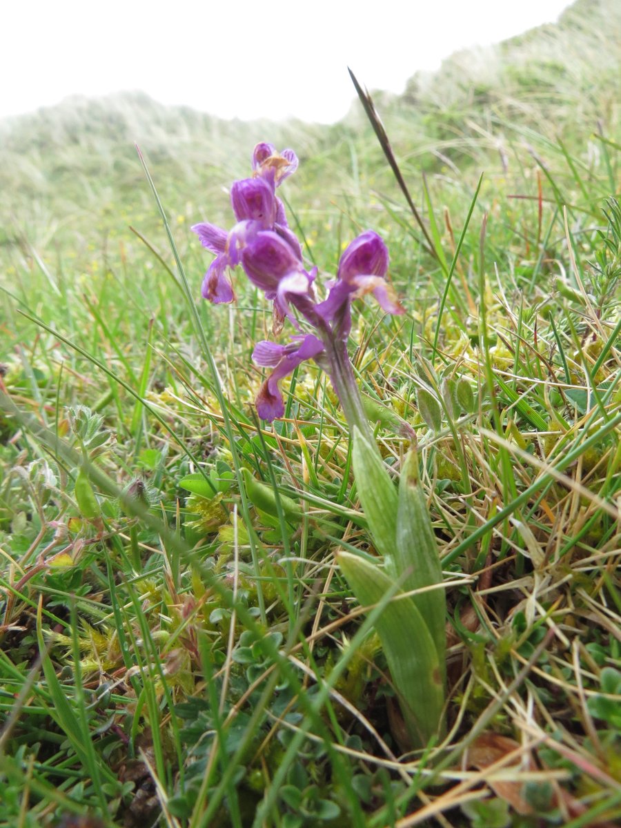 BTEcology's tweet photo. #golfcourses are #naturereserves given appropriate management The proof is in the pictures
#golfecology #natureoncourse https://t.co/ybVzHrxujF