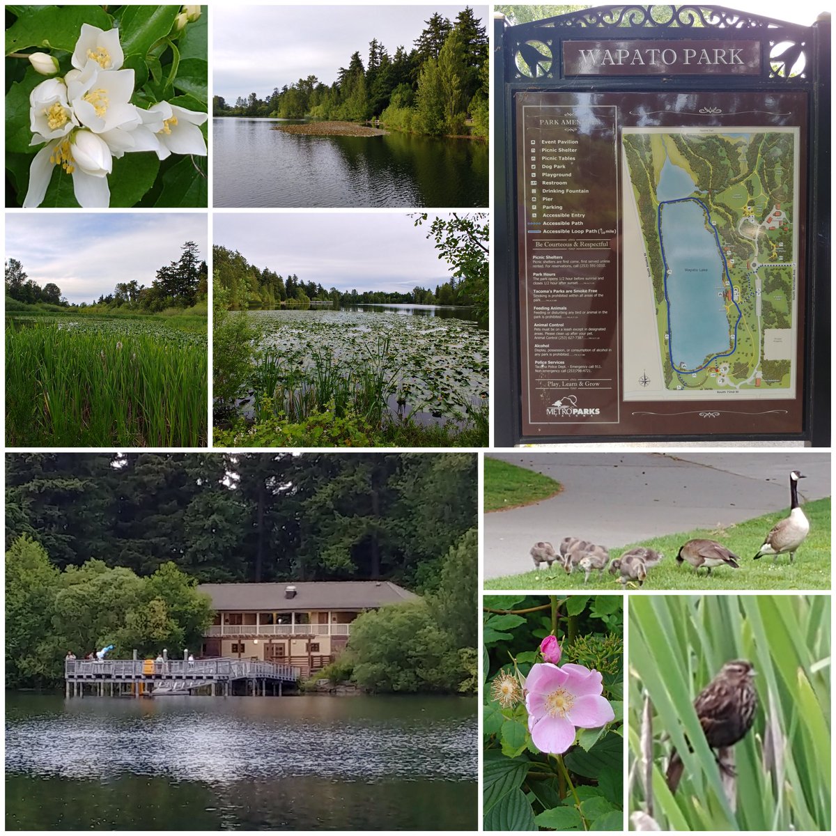 SunComm2012's tweet image. #tacomatrailschallenge
Wapato Park