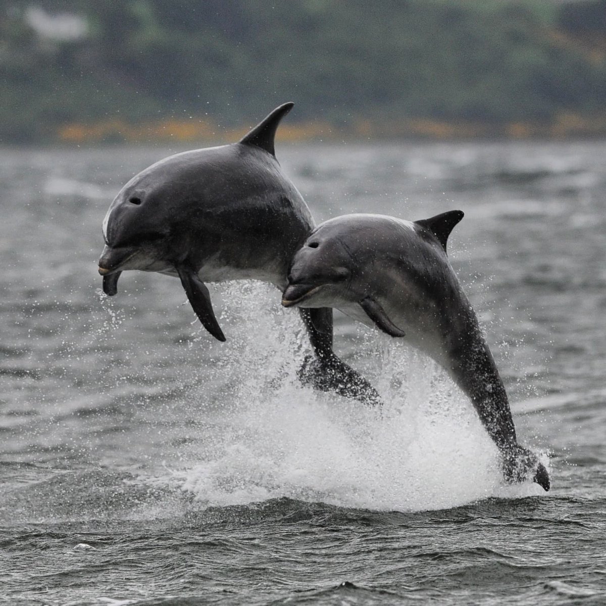 Watching the Bottlenose Dolphins at Chanonry Point Fortrose on the Blackisle near Inverness in the Highlands of Scotland #chanonrypoint #wildlifephotography #scotland