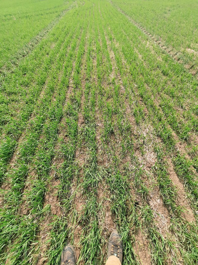 RonMarkert's tweet photo. Starbuck looks pretty good with only 2 inches of rain since July15/20.Hopefully more will come #markertseeds #starbuck #secan https://t.co/TombCN9TR5