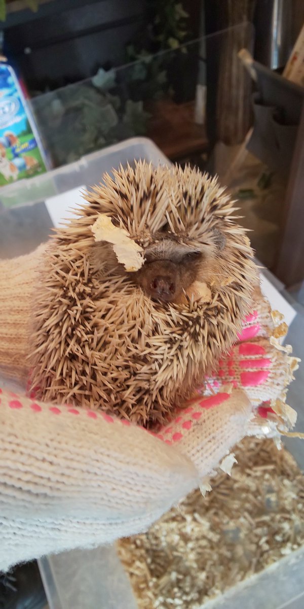 うーたんの同居人の一人みーたん 昨日は南大通りにある カフェくるみ さんに行ってみた 入口開けると看板犬のベンチくんとヤギさんお出迎え ウサギさん 活発に走り回ったり眠ったり ハリネズミさんはおうちで寝ていたけど 軍手付けたら触っていいと