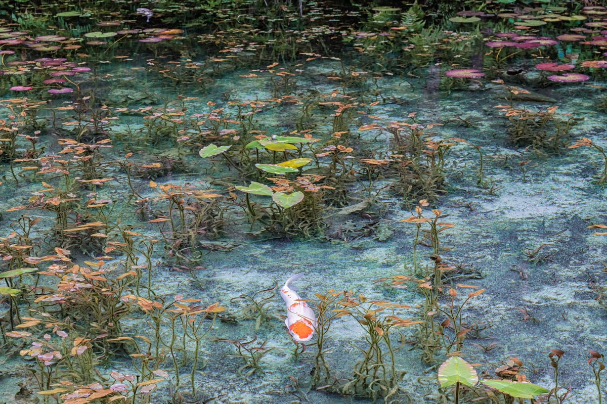 モネの池 モネの池