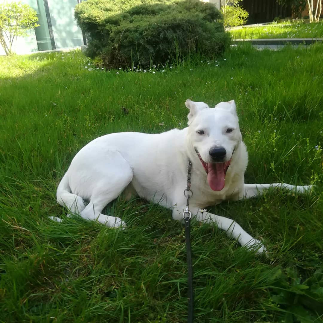 ADOTTA UN CUORE*CONDIVISIONI*APELL tweet media