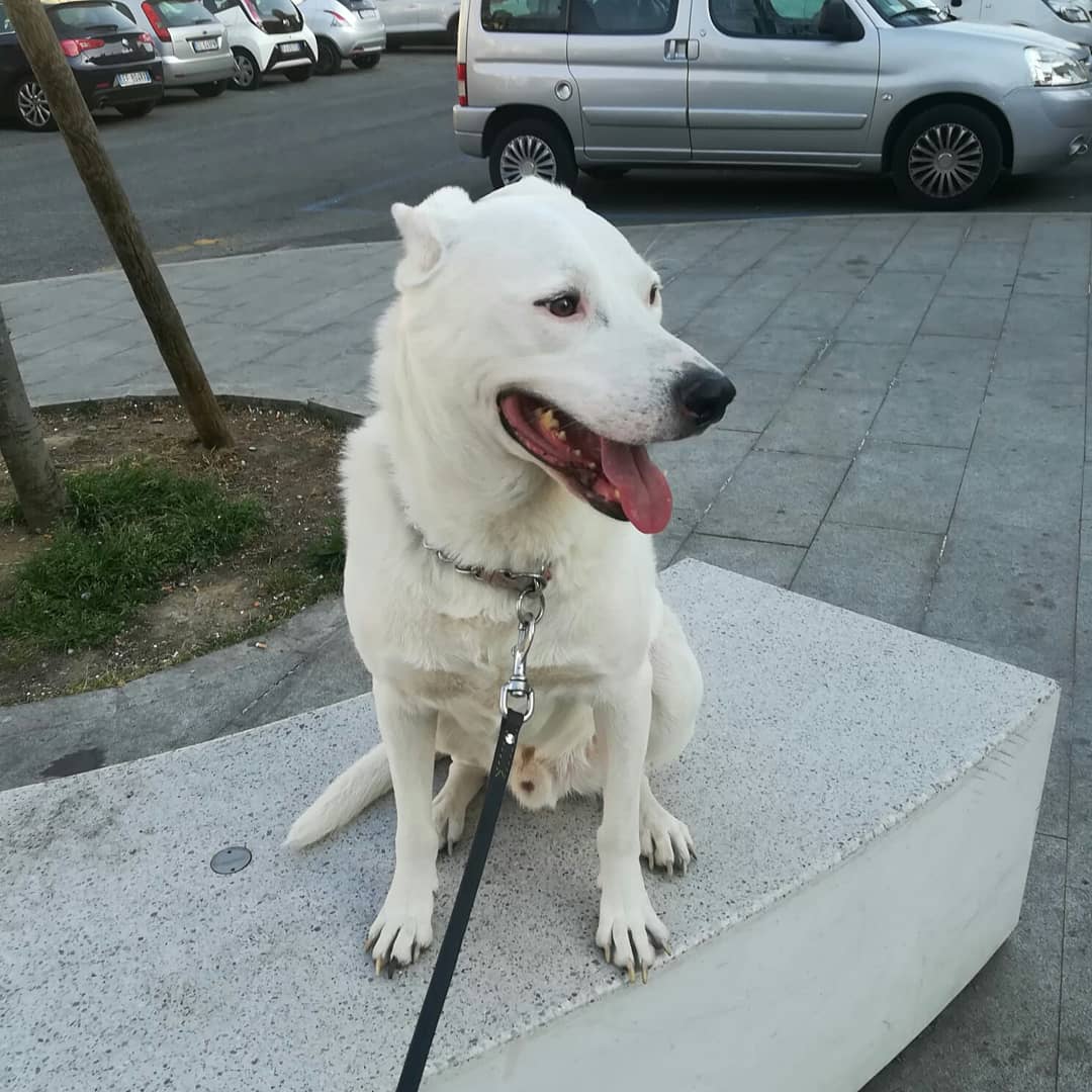 ADOTTA UN CUORE*CONDIVISIONI*APELL tweet media