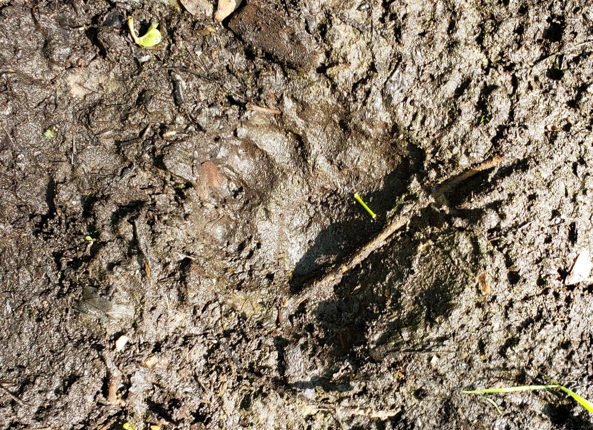 germaniatimber's tweet photo. A #BearTrack on the bank of the Red River near Gresham Wisconsin. Although rare 30 years ago, black bears are becoming more common in the #ShawanoCounty area. https://t.co/qqxIbpnySB