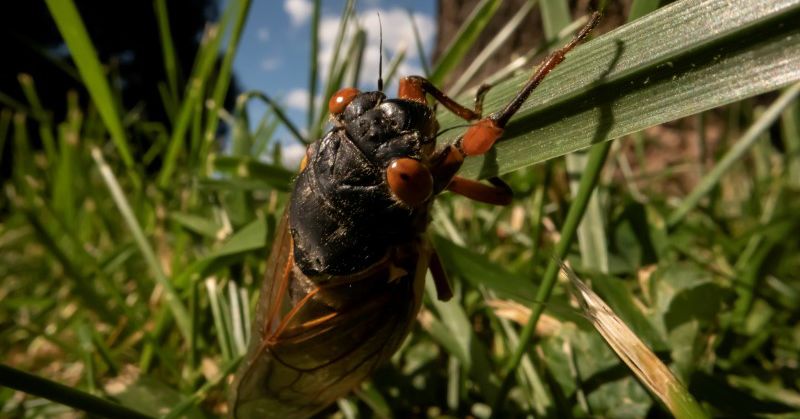 Reuters's tweet photo. 'Like magic': small emergence of cicadas thought to be extinct found in New York https://t.co/ObhlxJbZQ3 https://t.co/l5e5UiQwSK