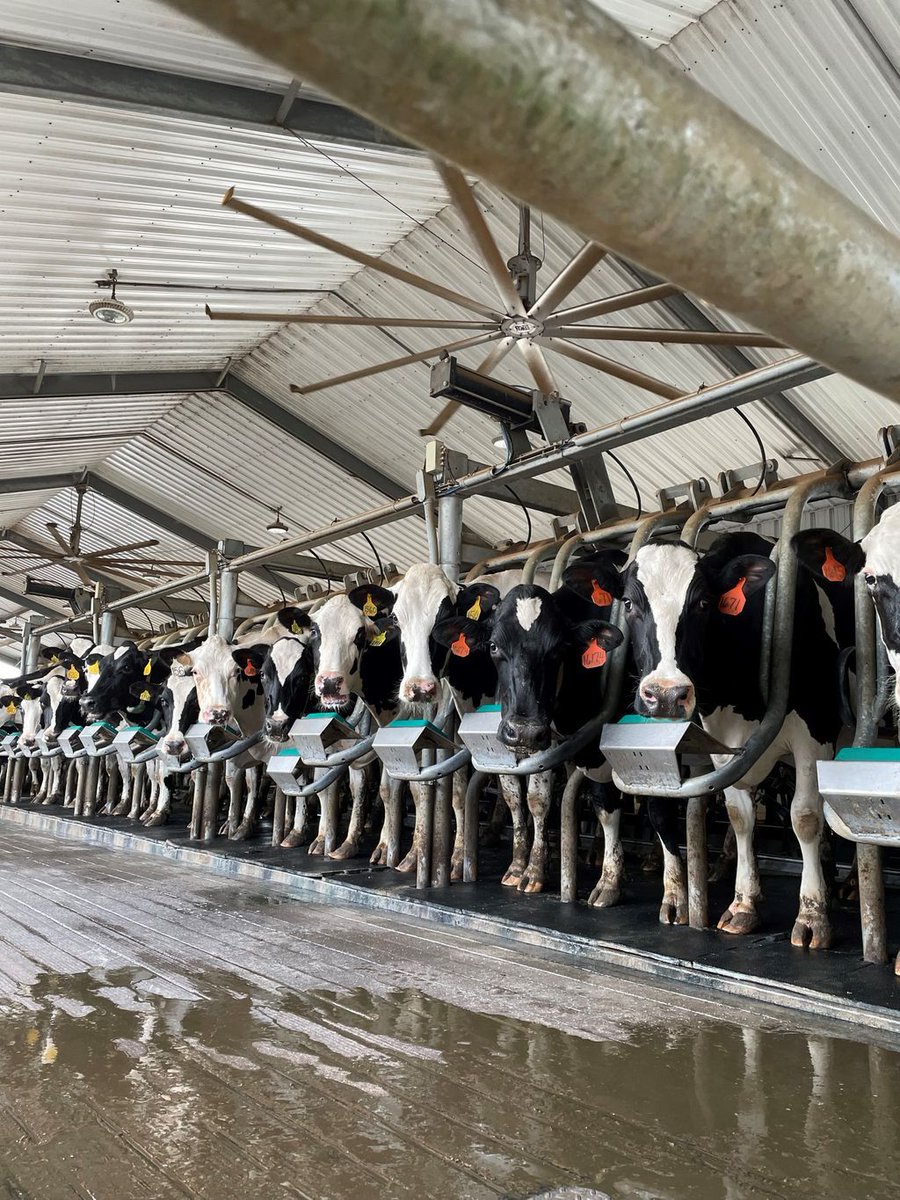 #ICYMI June is Dairy Month! Eleven days into National Dairy Month, these ladies and our customers are working hard to make lots of milk! #drinkmilk #dairy